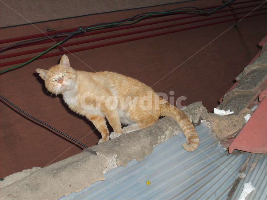 동물,지붕,골목,어둠,길,동물,animal,포유류,mammal,고양이,cat,kitten,kitty