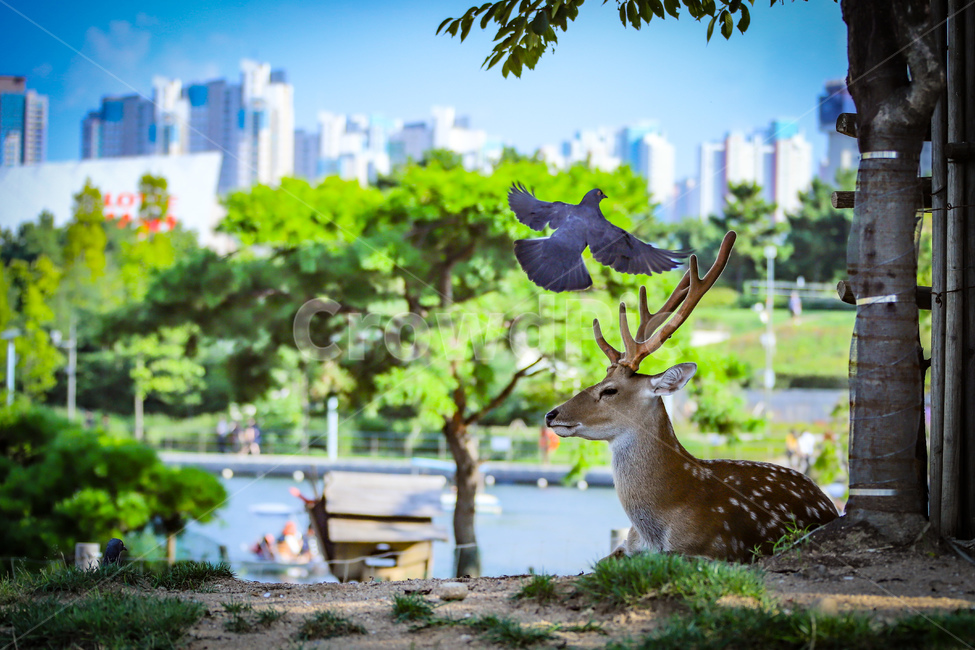 동물,사슴,밤비,공원,꽃사슴,자연,힐링,동물,animal,포유류,mammal