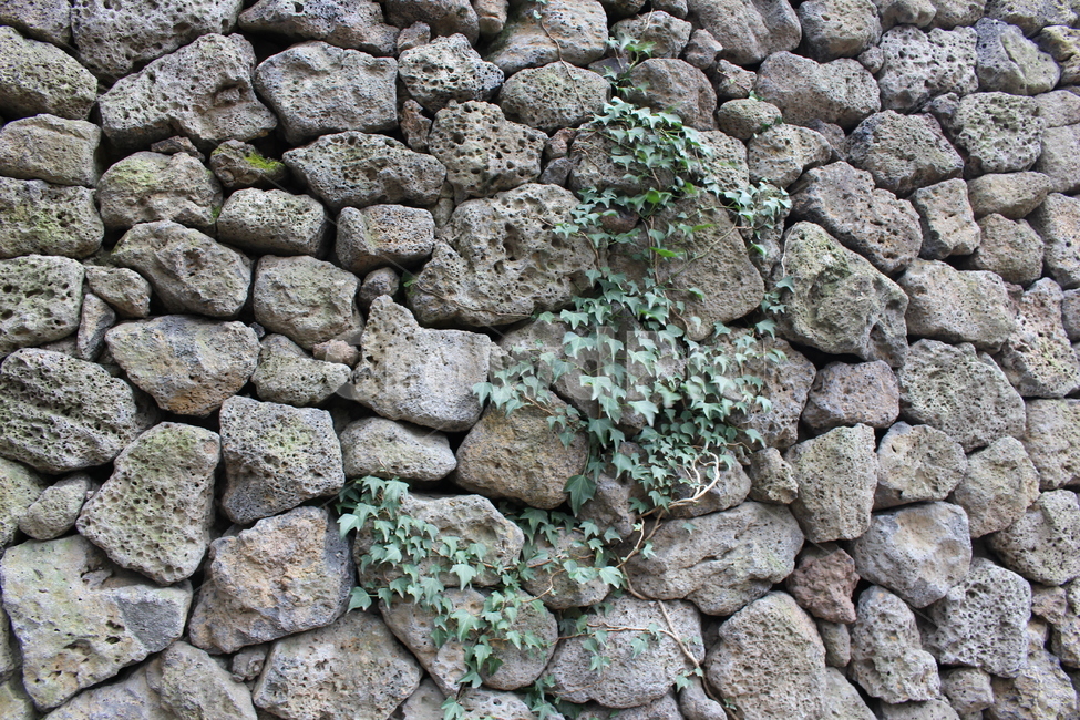 돌담,식물,벽,제주돌,wall,식물,자연,plants,nature