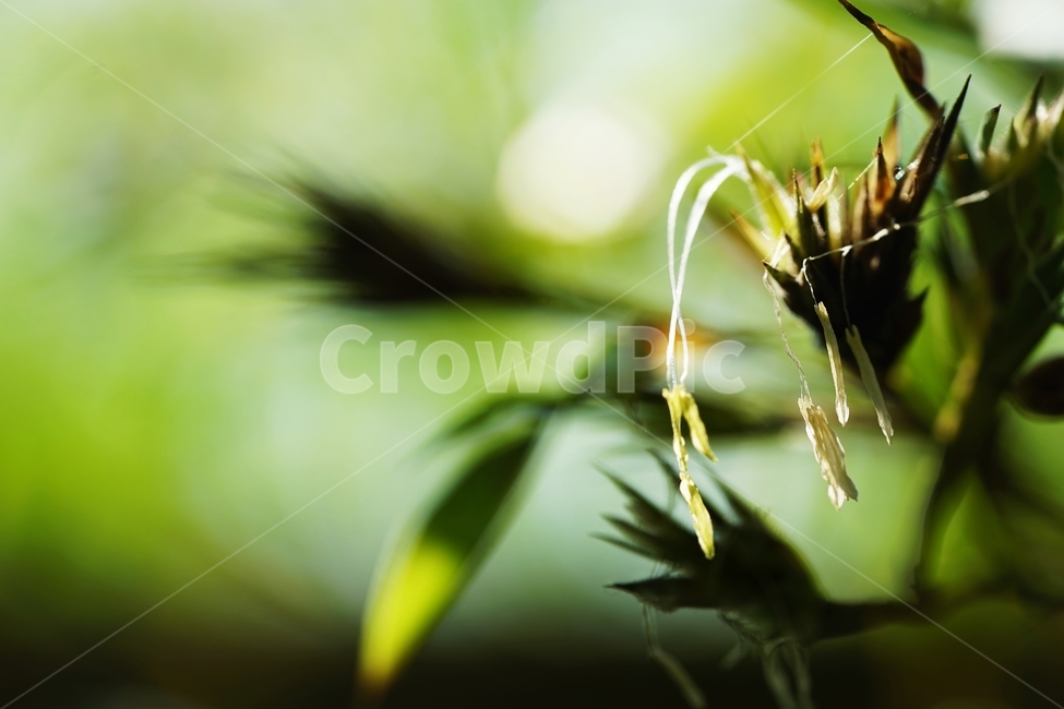 대나무꽃,대나무,대죽,죽순,대나무숲,식물,자연,plants,nature,꽃,flower