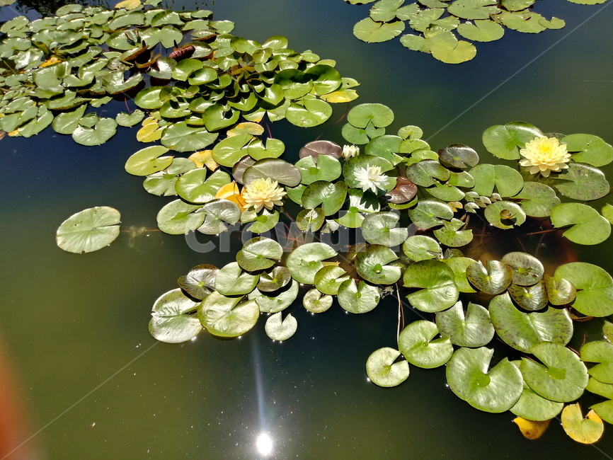 수련,다년생초본식물,수생식물,이판화,쌍자엽식물,자우련,waterlily