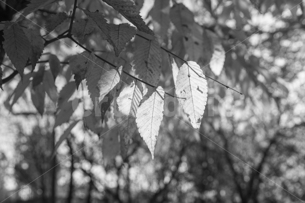 흑백,풍경,가을,단풍,빛,가을,계절,fall,autumn,season,식물,자연,plants,nature,흑백,모노톤,monochrome,black and white,leaf,잎,plant,veins,정맥
