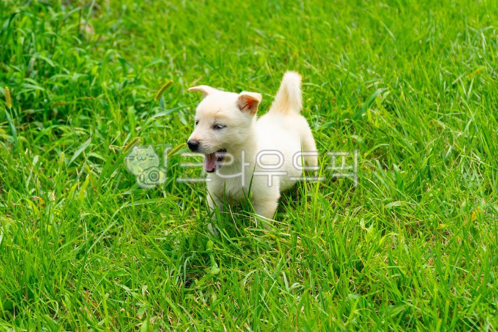 개,동물,강아지,귀여운,뽀시래기,애완동물,pet,animal,mammal,plant,dog,이쁜강아지,동물,animal,포유류,mammal,개,강아지,dog,doggy