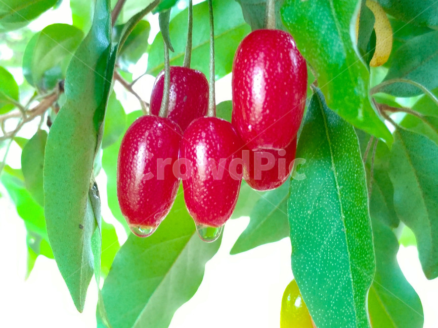 보리수,쌍떡잎식물,쐐기목,뽕나무과,상록교목,아슈바타,피팔라