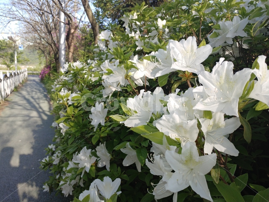 철쭉,백철쭉,봄꽃,플로워,봄