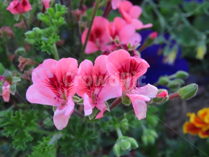 작은꽃,아름다움,귀여움,작다,꽃,식물,공원,화려함,smallflowers,beauty,small,plants,parks,flowers