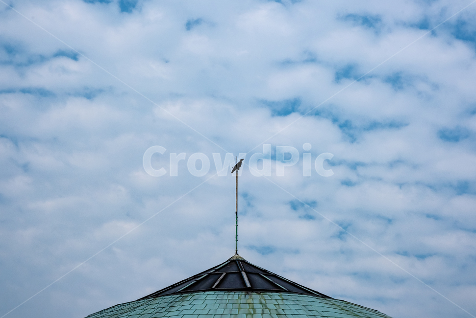 하늘,구름,새,까마귀,sky,동물,animal,조류,새,birds