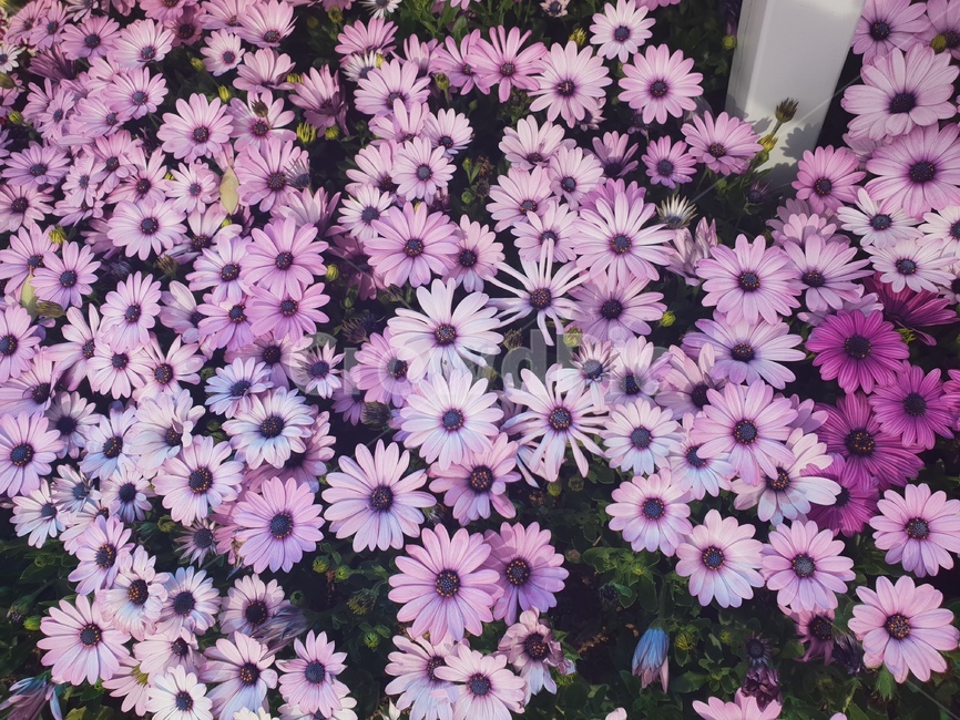 국화,데이지,데이지꽃,블루데이지,꽃,flower,국화꽃,africandaisy,오스테오스페르뭄속,일본데이지,식물,petal,꽃잎,floralleaf,식물,자연,plants,nature,꽃,flower