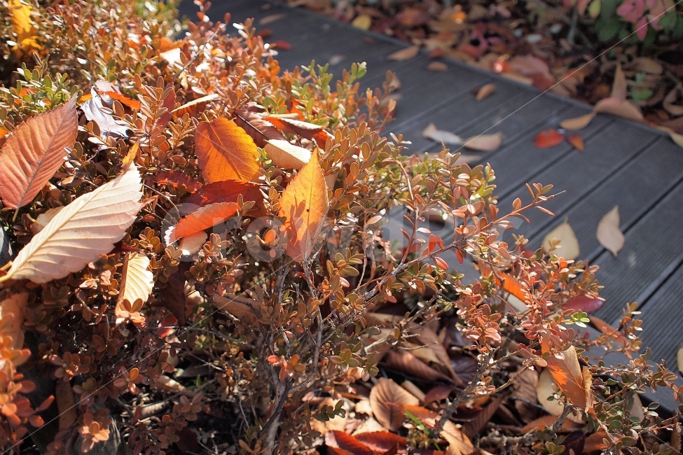가을,단풍,낙엽,감성,주황색,November,잎사귀,식물,가을,계절,fall,autumn,season,식물,자연,plants,nature,leaf,잎,plant,tree,나무