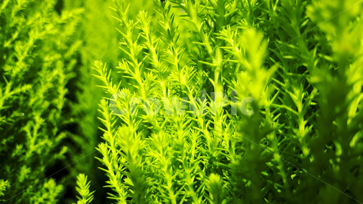 율마,green,초록,plant,식물,초목