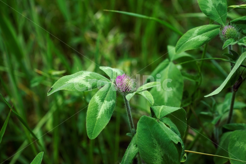 토끼풀,붉은토끼풀,귀화식물,풀,클로버,crimsonclover,grass,green,nature,plant,redclover,trifolium