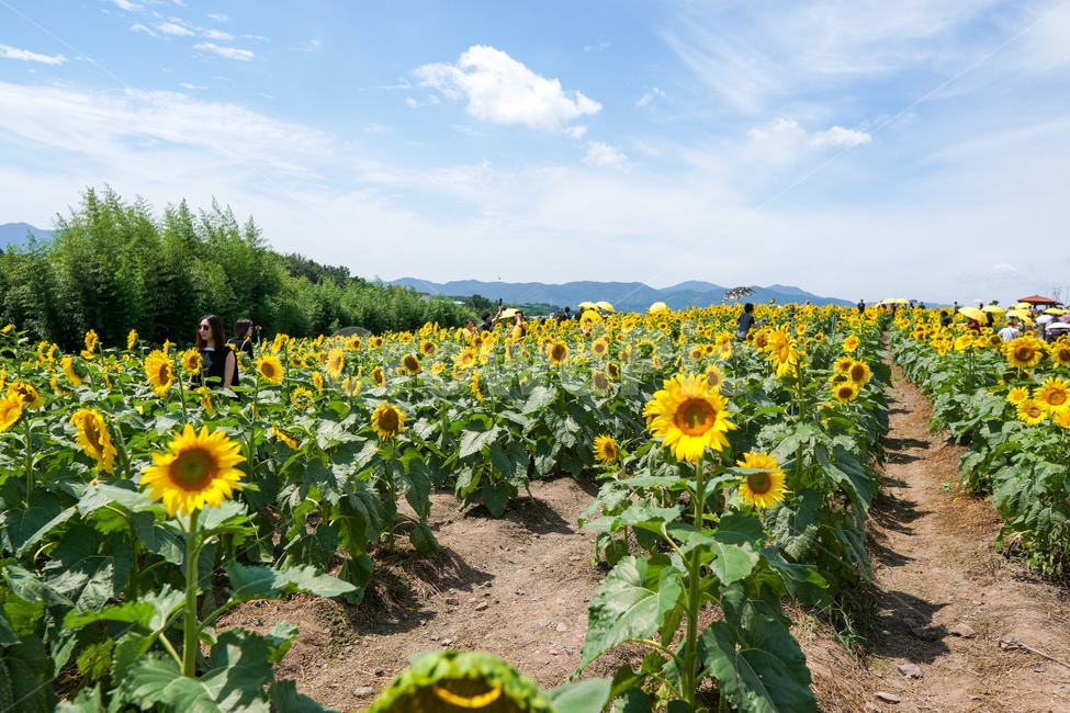 해바라기,식물,파란하늘,하늘,꽃,식물,자연,plants,nature,꽃,flower