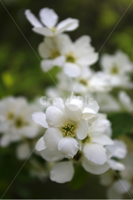 가침박달,꽃,flower,식물,plant,식물,자연,plants,nature,꽃,flower
