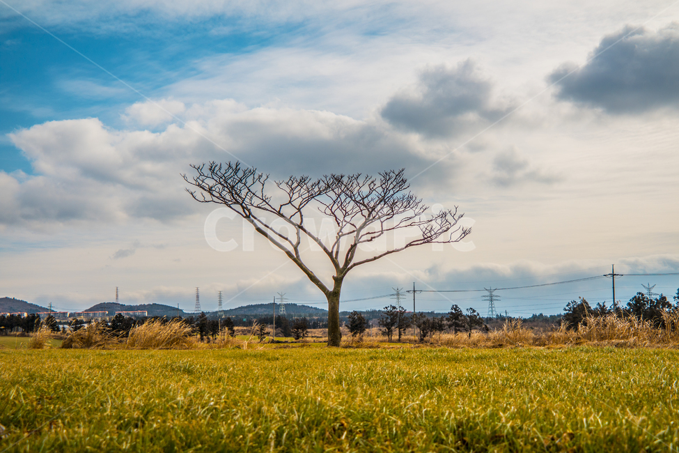 제주,왕따나무,하늘,배경,감성,여유,배경화면,자연,풍경,nature,landscape,한국자연풍경,한국자연경관,korea nature landscape,field,들,grassland,목초지,outdoors,옥외