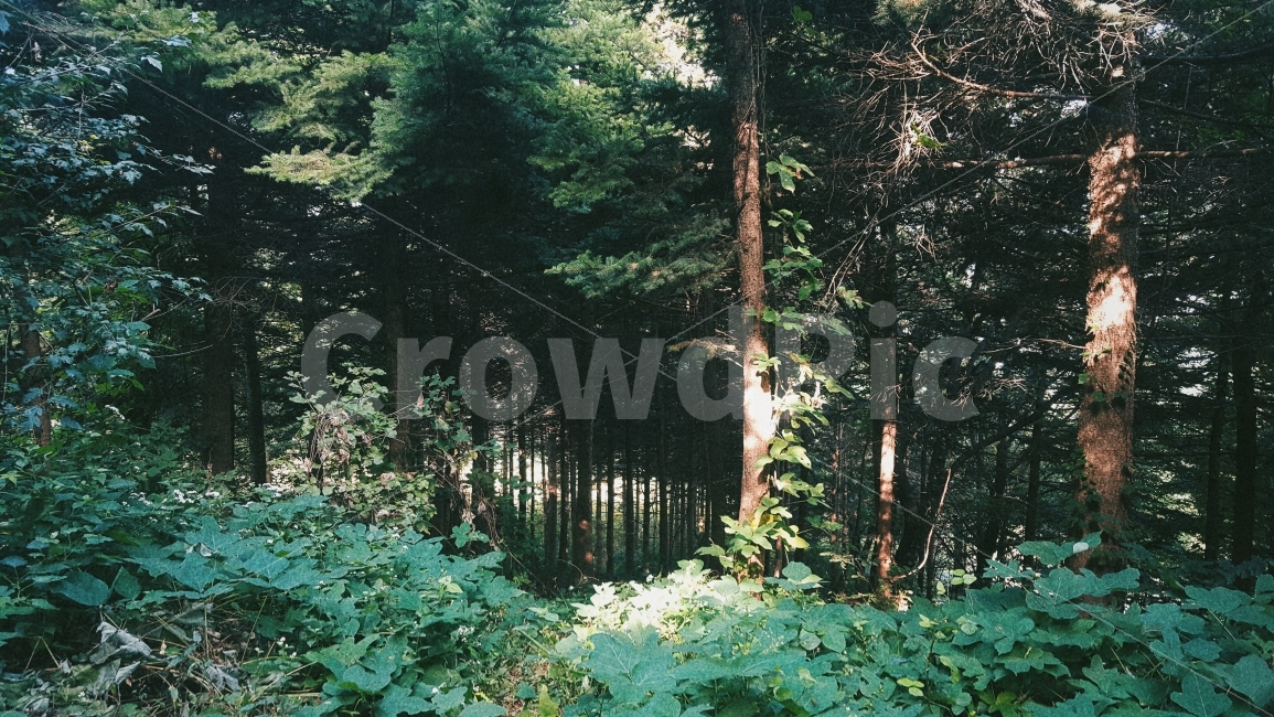 봄,자연,숲,빛,나무,감성,감성사진,햇살,햇빛,초록,mountain,forest,trees,light,green,spring,sunshine,nature,film,자연,풍경,nature,landscape,휴식,힐링,rest,relaxation,healing,감성,sensible,feeling,tree,plant,식물