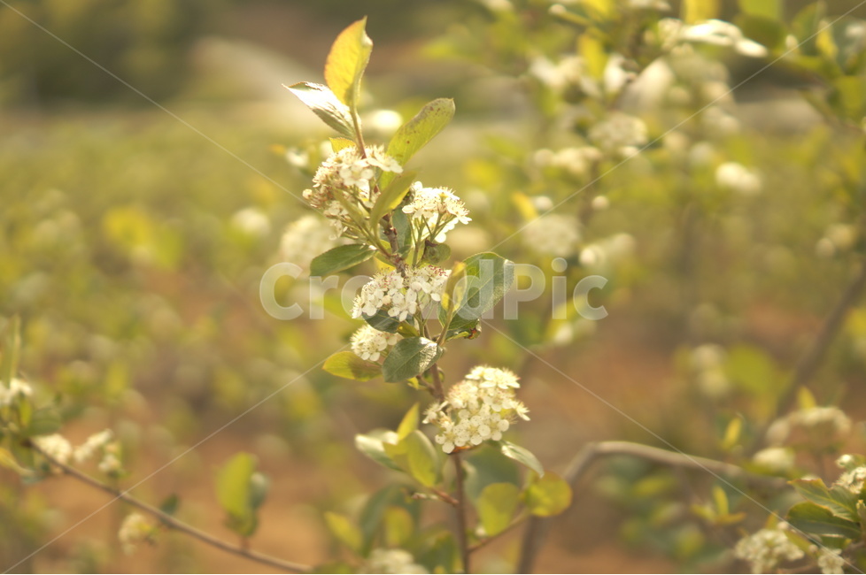 아로니아,aronia,아로니아나무,아로니아농장,식물,식물,자연,plants,nature