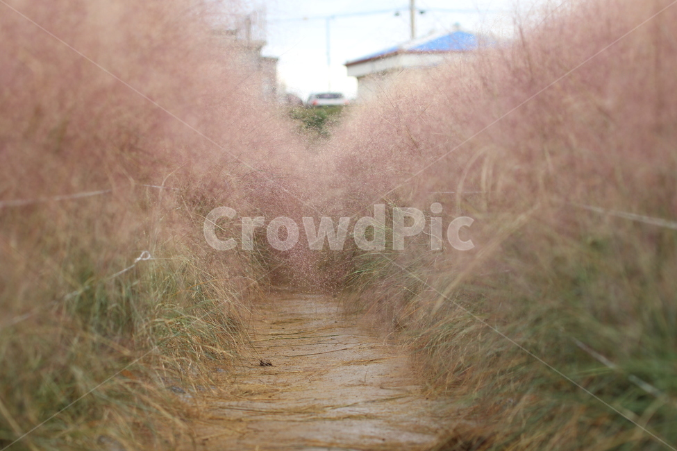 제주도,핑크뮬리,핑크뮬리길,핑크,가을,가을,계절,fall,autumn,season,ground,바닥