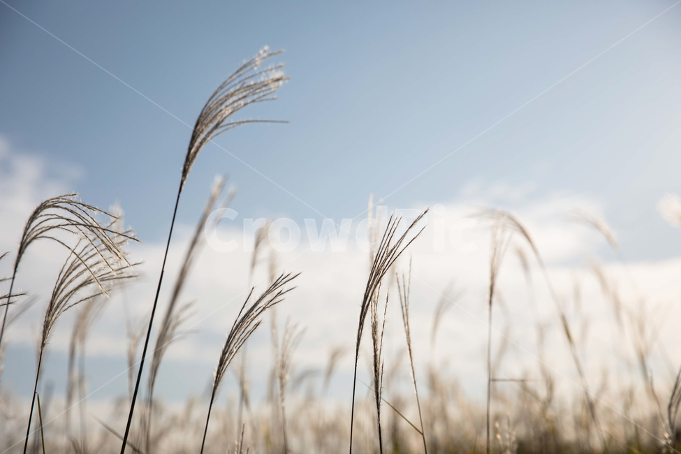 갈대,reed,풍경,하늘공원,갈대축제,가을,계절,fall,autumn,season,식물,자연,plants,nature,감성,sensible,feeling,plant,grass,잔디
