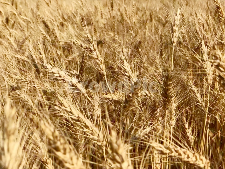 밀,밀가루,농사,추수,곡식,잎,곡물,근접촬영,가을,계절,fall,autumn,season,곡류,곡식,cereals,산업,industry,industrial,농업,농사,agriculture,farming,farming industry,plant,식물