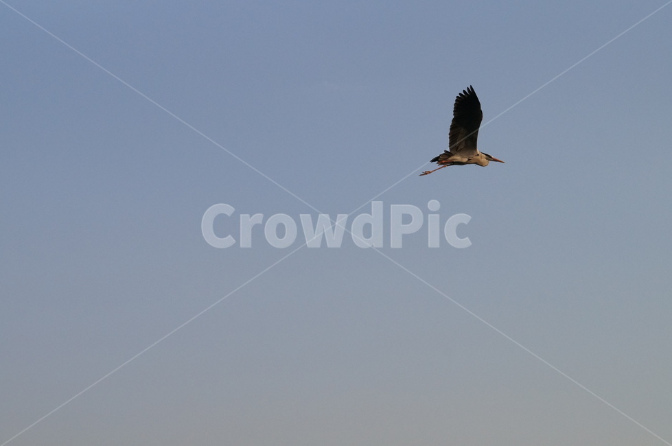 왜가리,날으는새,하늘,새,날개,동물,animal,조류,새,birds