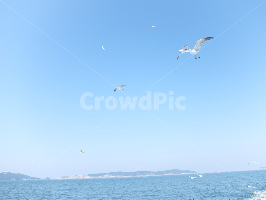 선유도,섬,서해,바다,갈매기,군산,동물,animal,조류,새,birds