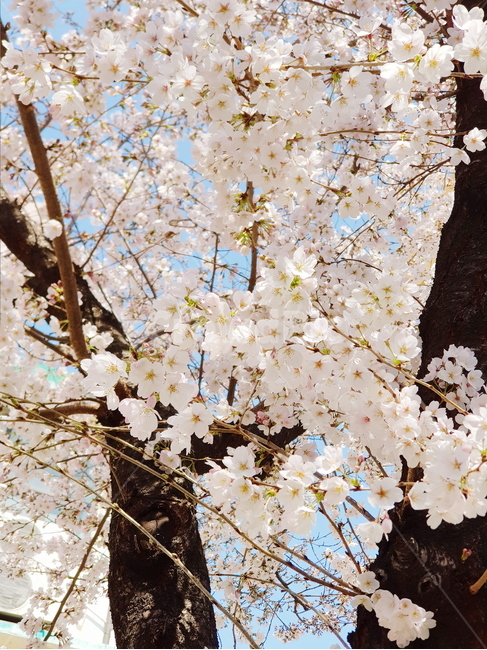 벚꽃,봄,나무,꽃,벚나무,식물,자연,plants,nature,꽃,flower