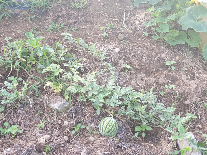 수박,농산물,과일,정물,밭,과일,열매,fruit,채소,야채,vegetables