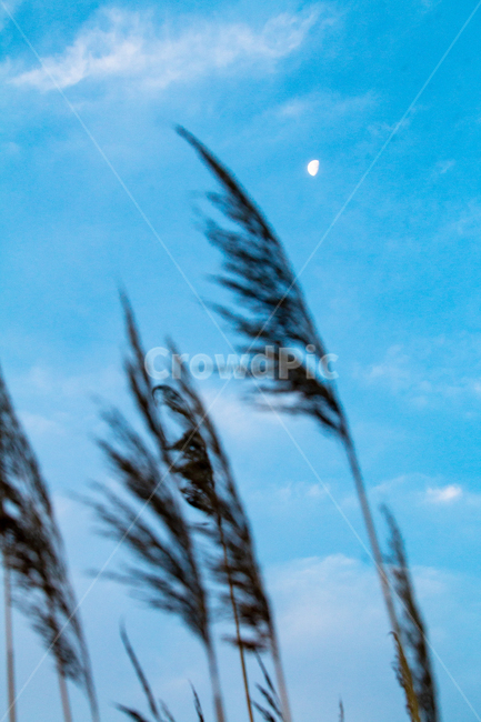 plant,식물,grass,lawn,갈대,reed,잔디