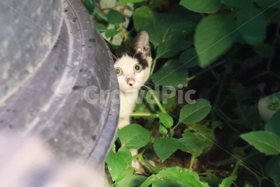 고양이,고양이새끼,포유류,길고양이,pet,animal,동물,cat,동물,animal,포유류,mammal,고양이,cat,kitten,kitty