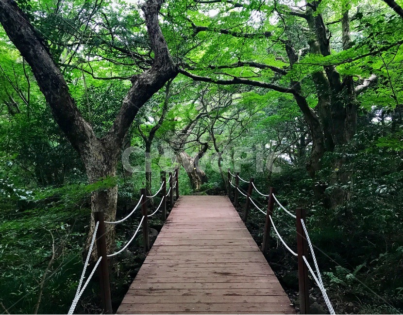 숲,나무,비자나무,비자림,숲길,제주도,제주,풍경,삼림욕,자연,풍경,nature,landscape,bridge,다리,building,건물
