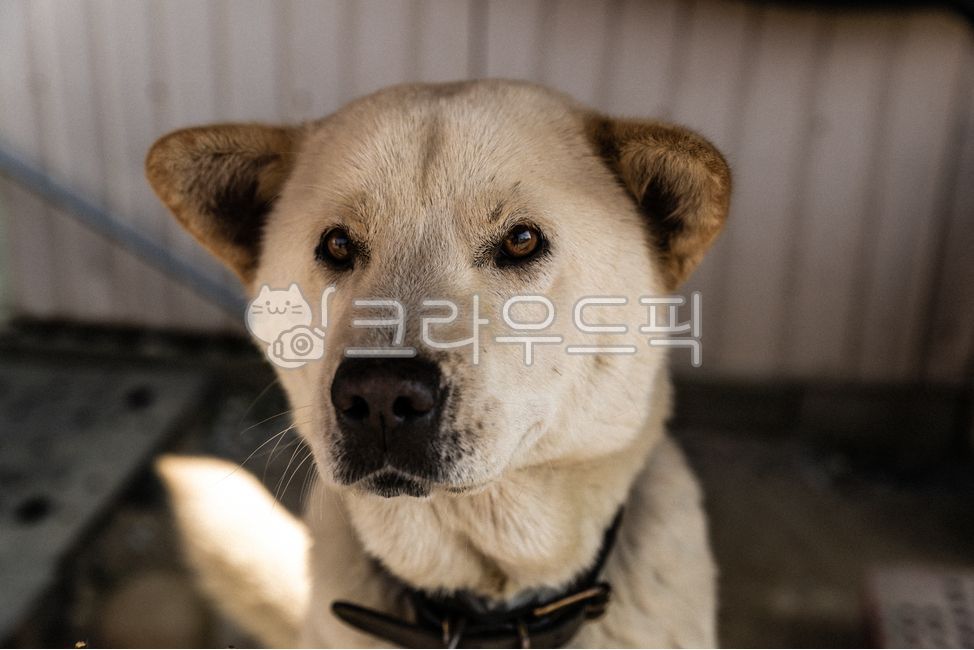 백구,누렁이,반려견,진돗개,시골개,강아지,개