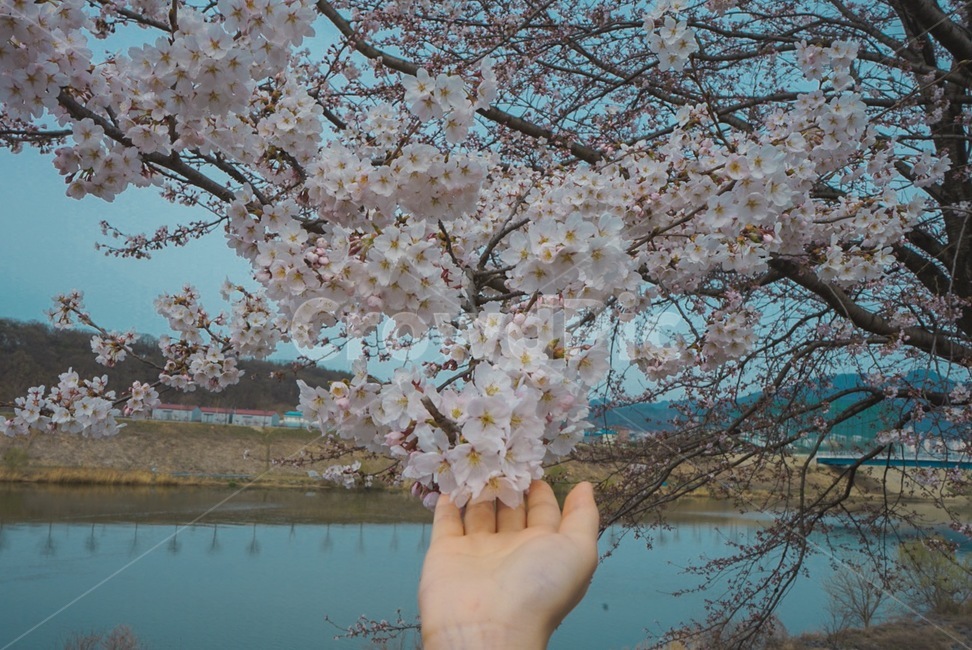 벚꽃,봄,꽃,나무,tree,봄,계절,spring,season,plant,식물,flower,blossom,cherry blossom