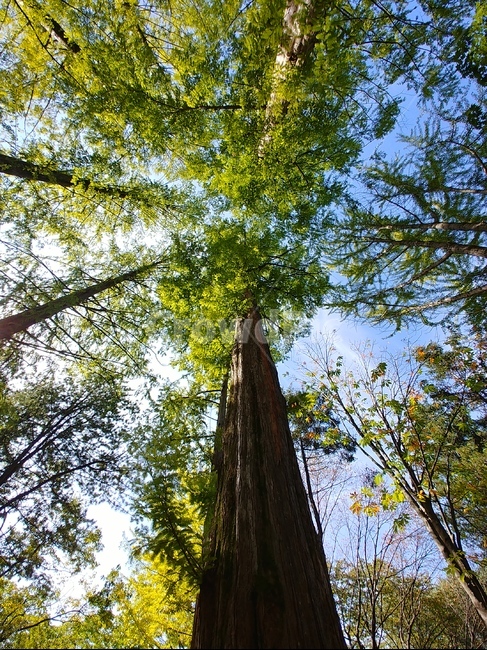 tree,나무,plant,식물,메타세콰이어나무,하늘,숲,식물,자연,plants,nature,나무,trees,wood
