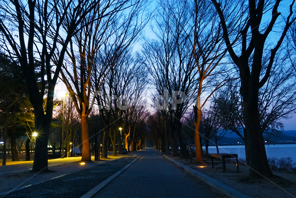 춘천,나무,거리,노을,강,여유