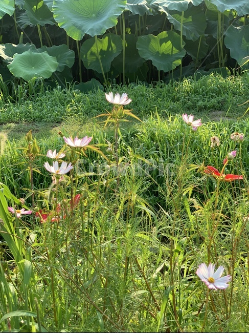 plant,식물,blossom,꽃,flower,코스모스,가을