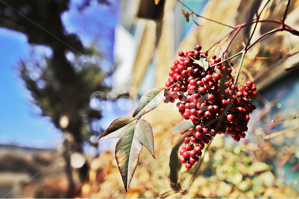 봄,식물,열매,배경,나뭇잎,식물,자연,plants,nature,과일,열매,fruit