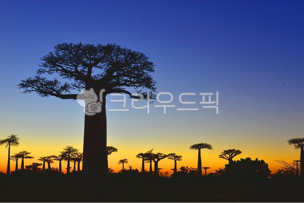 tree,나무,plant,식물,silhouette,실루엣,nature,자연,outdoors,옥외,dusk,황혼,sky,하늘,sunset,일몰,redsky,레드스카이,아프리카마다가스카르바오밥나무,마다가스카르바오밥거리,바오밥나무,마다가스카르노을,마다가스카르바오밥거리노을,바오밥거리밤