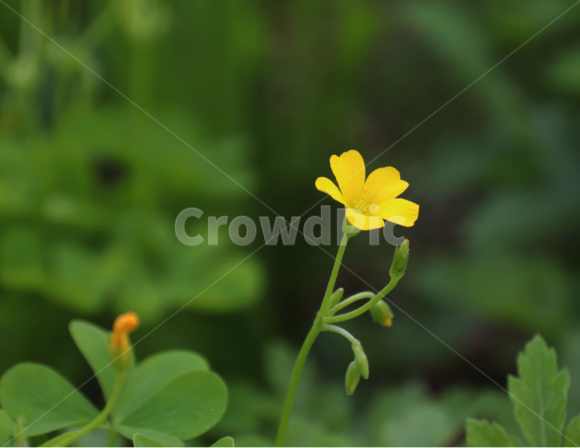 야생화,봄,봄꽃,노란꽃,괭이밥,식물,자연,plants,nature,꽃,flower