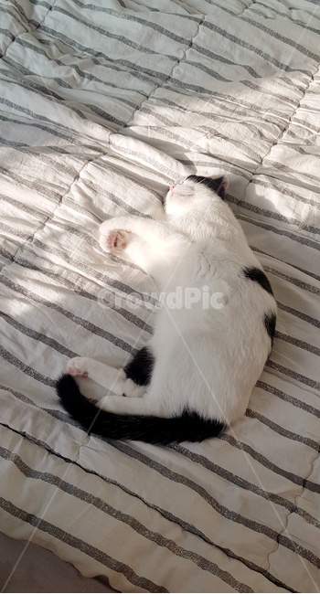 고양이,cat,낮잠,침대,반려묘