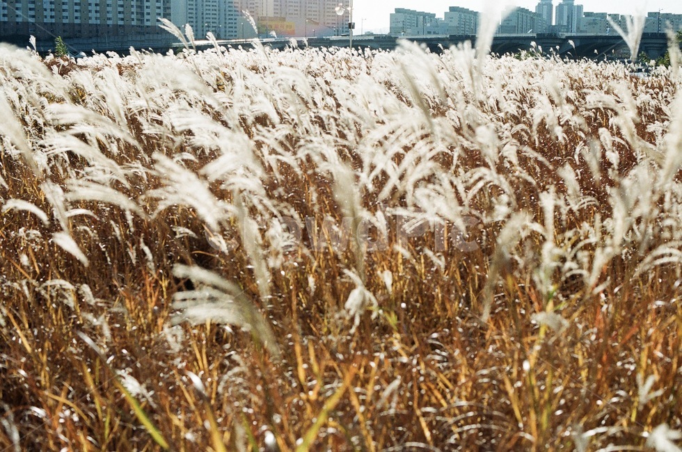 갈대,억새,풍경,가을,필름,필름사진,필름카메라,reeds,landscape,film,silvergrass,autumn,fall,필카,filmcamera,가을,계절,fall,autumn,season,grass,잔디,plant,식물