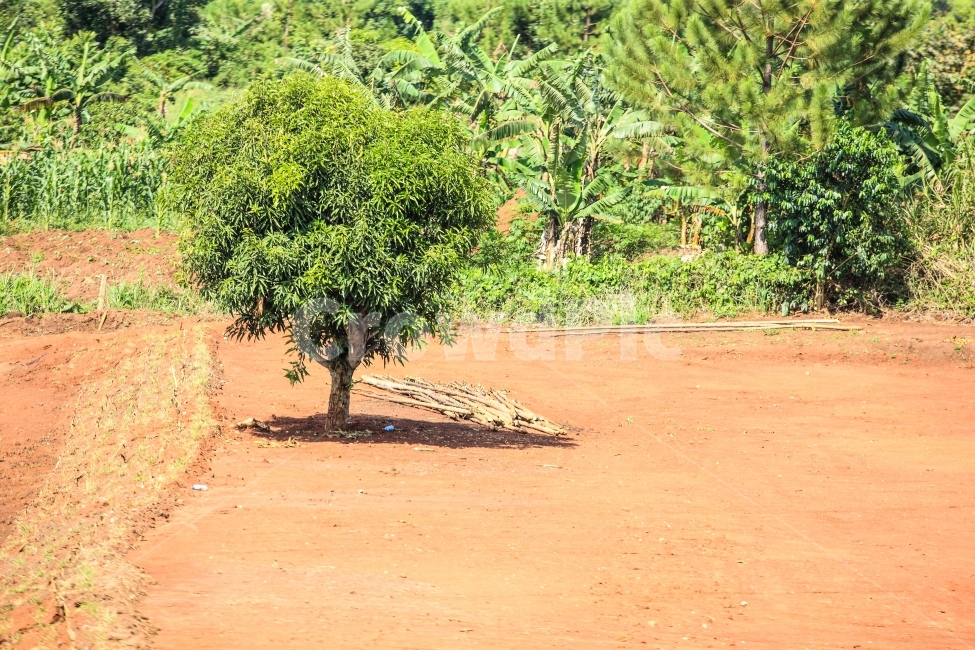 mango tree,Africa,uganda,travel,mango