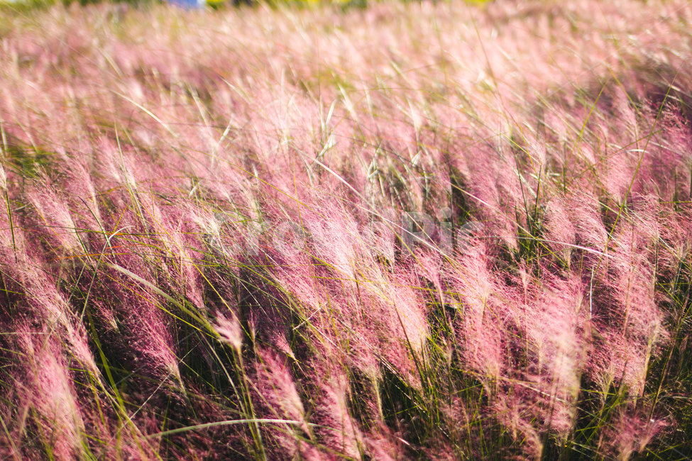 핑크뮬리,하늘공원,공원,뮬리,자연풍경,가을,분홍식물,자연,pink,핑크,nature,park,landscape,가을풍경,fall,autumn,식물,분홍갈대,가을,계절,fall,autumn,season,식물,자연,plants,nature,grass,잔디,plant,lawn