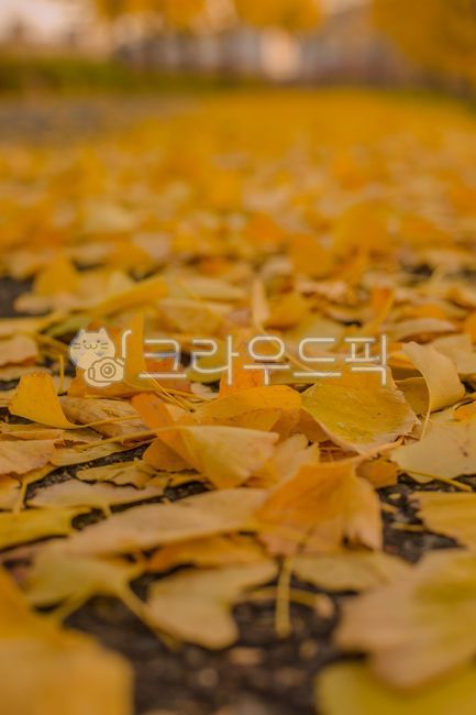 Autumn,ginkgo tree,ginkgo leaves,ginkgo tree street,sunset,autumn sky,autumn sunlight,autumn image,image,autumn emotional photo,emotional photo