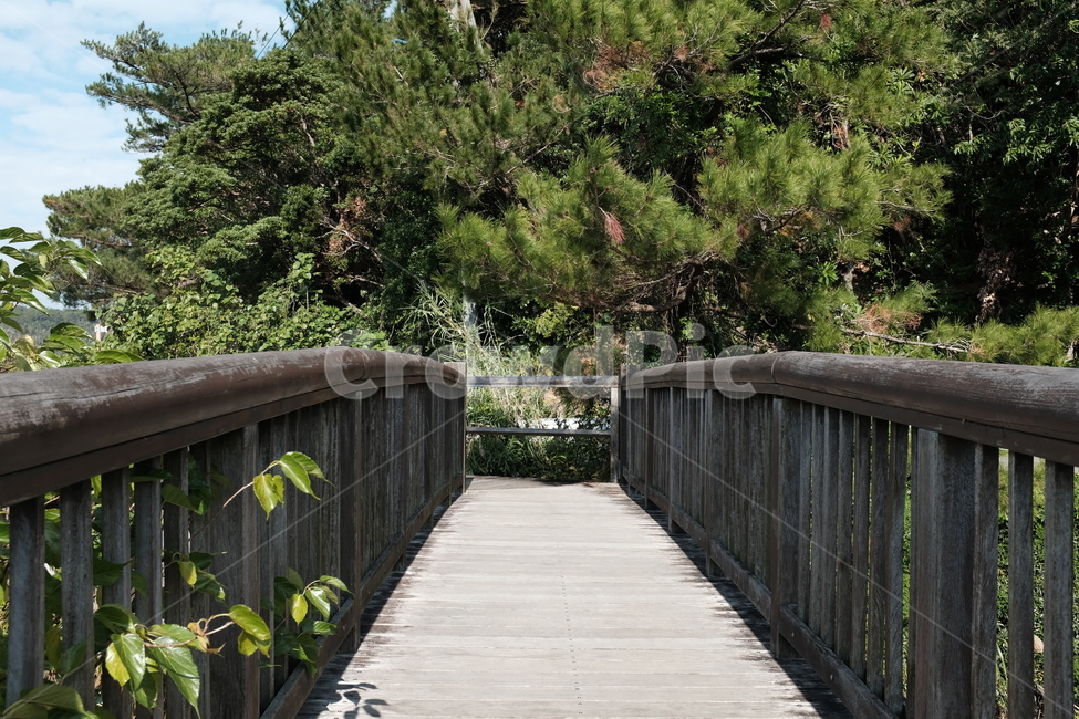 다리,나무,숲,bridge,forest,자연,풍경,nature,landscape,boardwalk,산책로,building,건물