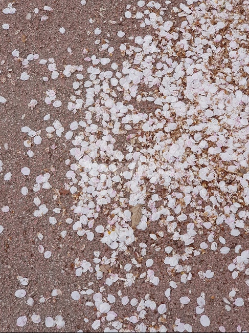 벚꽃,봄,봄날,꽃,안양천,감성,cherryblossom,낙화,꽃잎,분홍