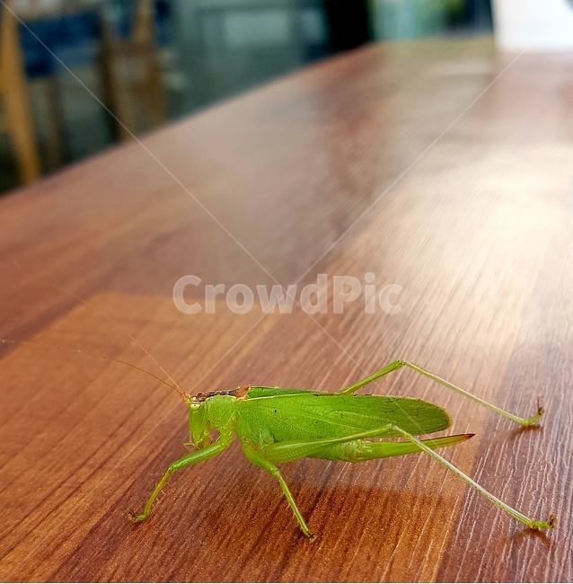 사마귀,곤충,자연,녹색,여름,동물,animal,곤충,벌레,insect,bug