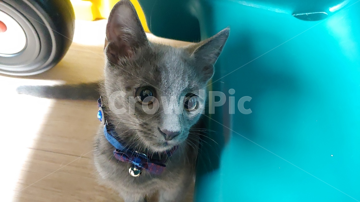 cat,고양이,pet,애완동물,animal,동물,러시안블루