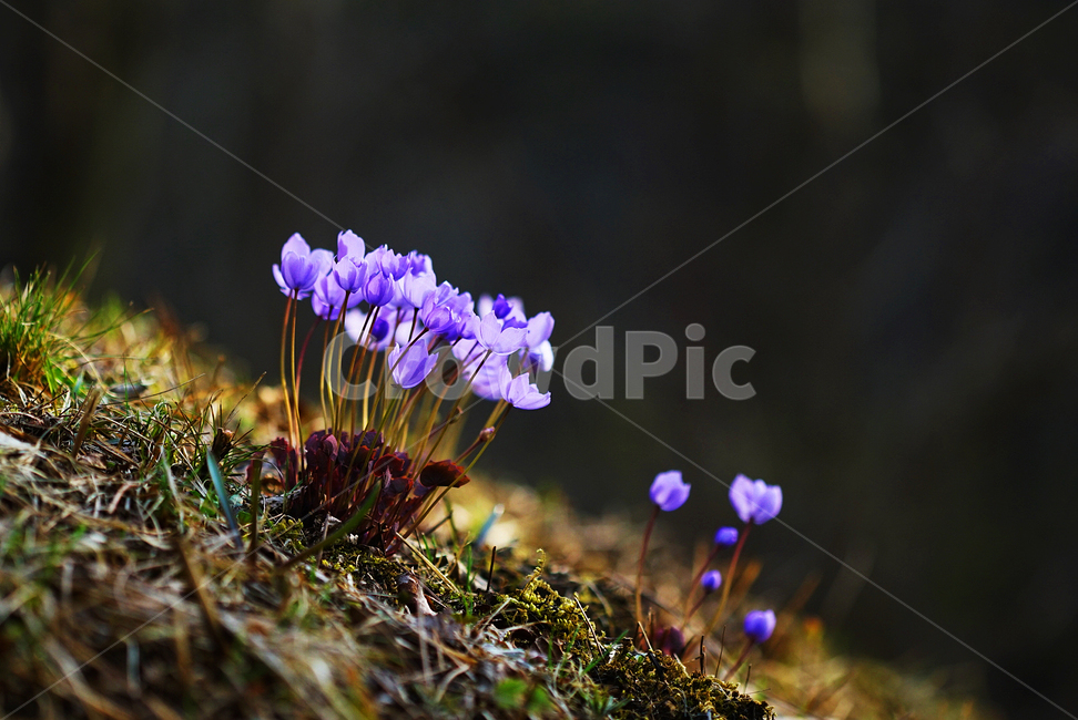 식물,꽃,깽깽이풀꽃,plant,blossom,식물,자연,plants,nature,꽃,flower