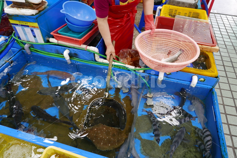 회센터,활어시장,시장,생선,fish,물고기,회,광어,숭어,밀치,시장,마트,마켓,market,mart,market place,음식,식재료,요리,food,cook,meal,dishes,food reserves,수산물,해산물,fishery products,seafood