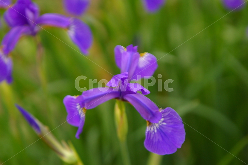 iris,아이리스,plant,식물,flower,blossom,꽃